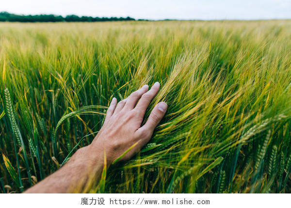 夏天绿色稻田背景上一个男性手握着小麦麦田的图片